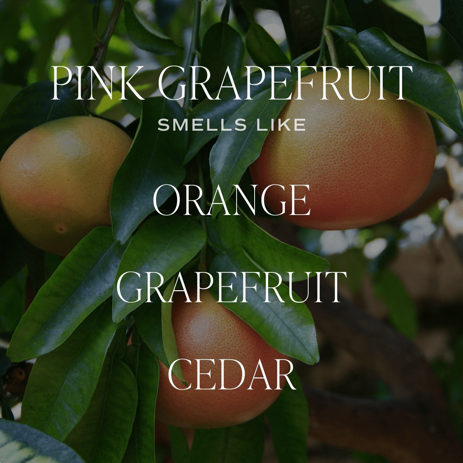 Pink Grapefruit Soy Candle (15oz Tan Matte Jar)