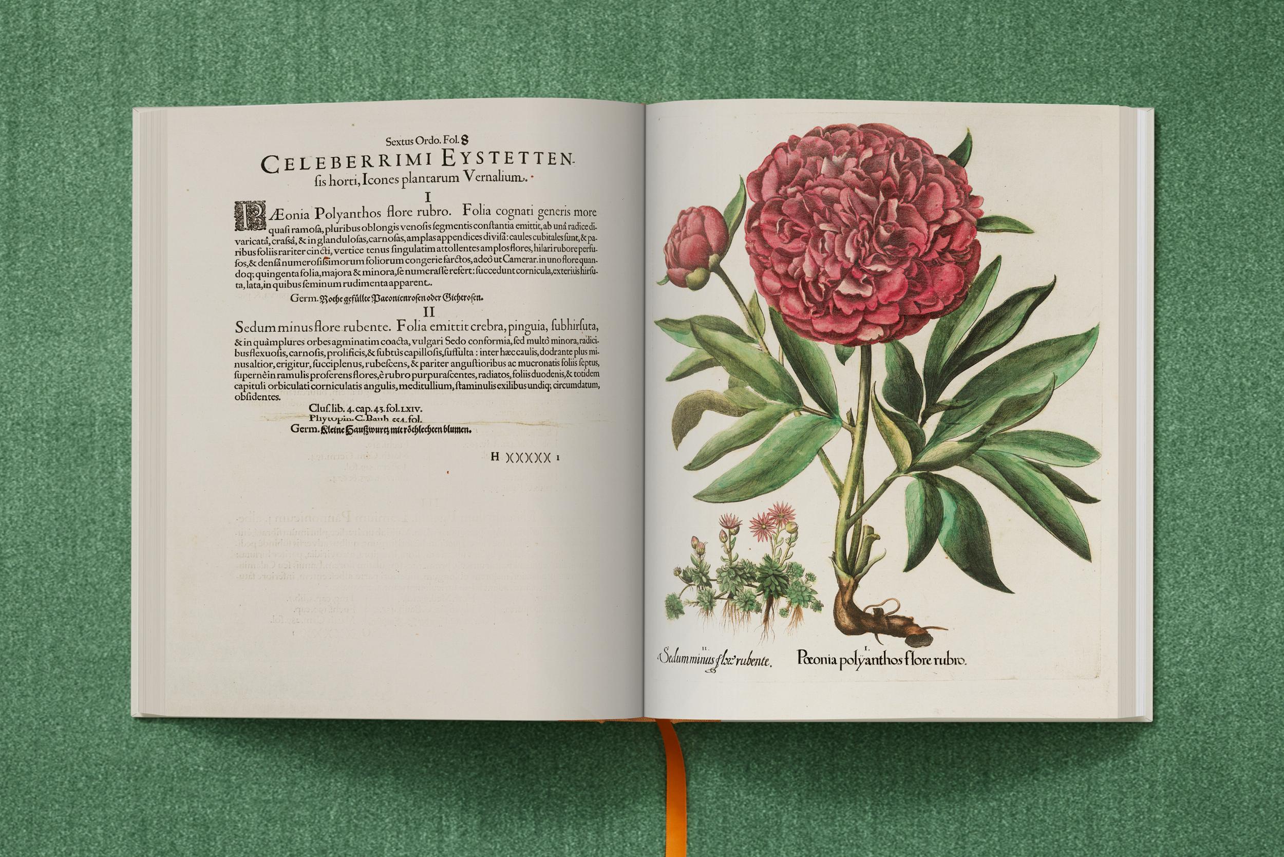 "Basilius Besler: The Garden at Eichstätt"