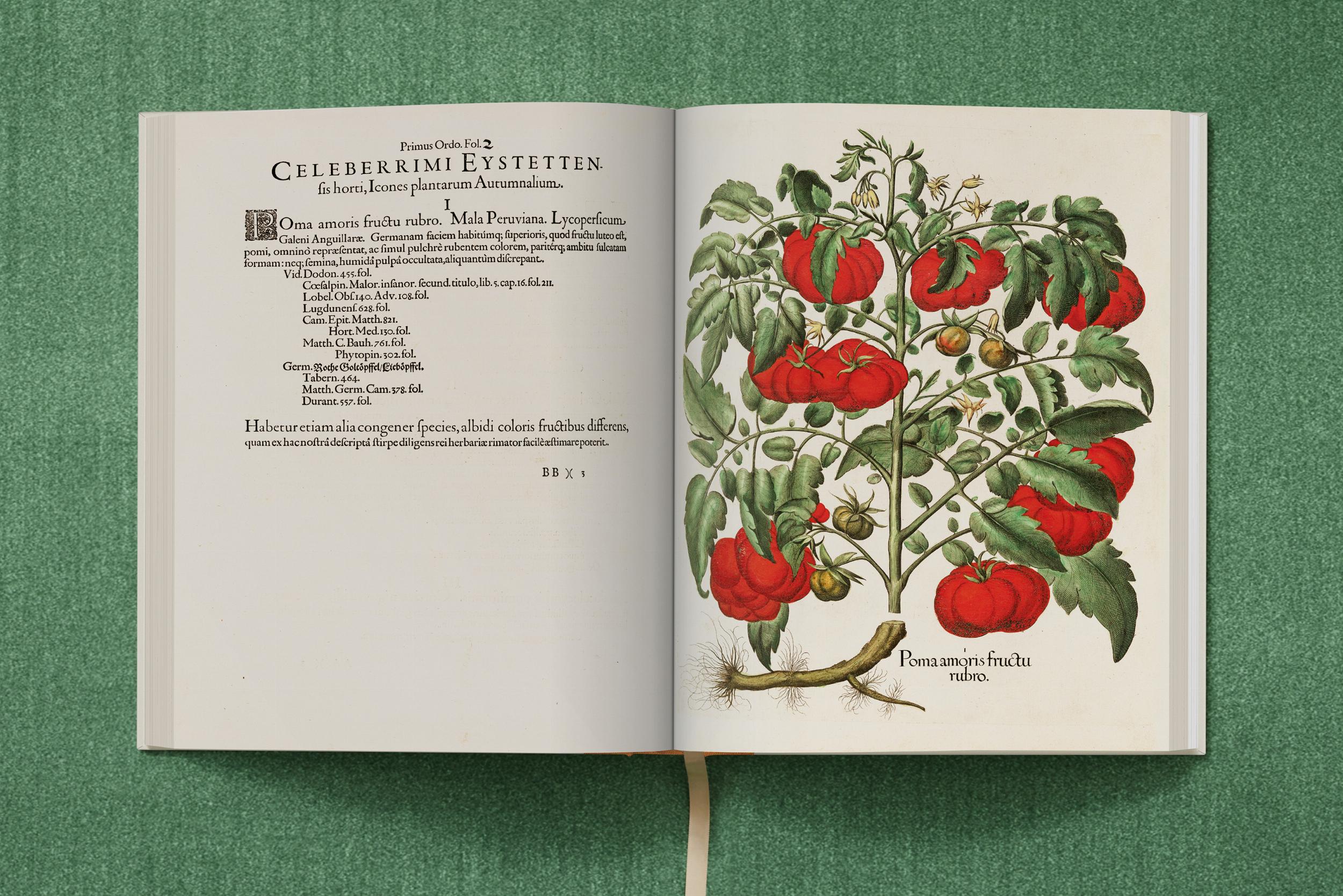 "Basilius Besler: The Garden at Eichstätt"