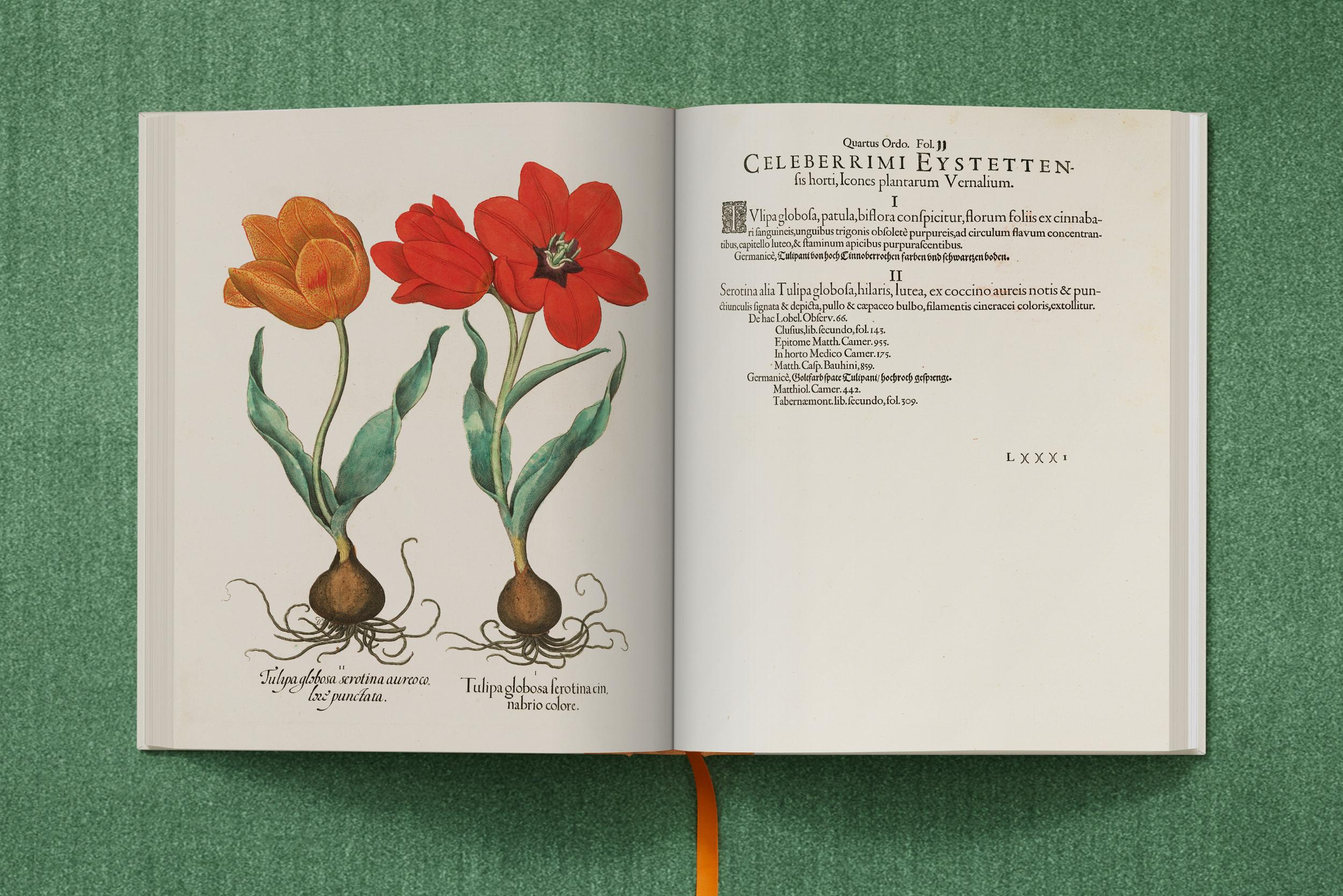 "Basilius Besler: The Garden at Eichstätt"