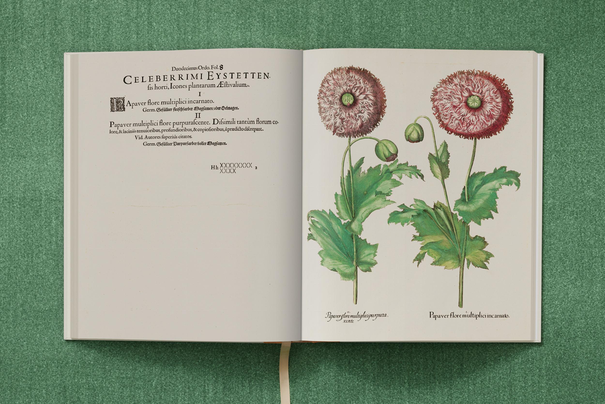 "Basilius Besler: The Garden at Eichstätt"