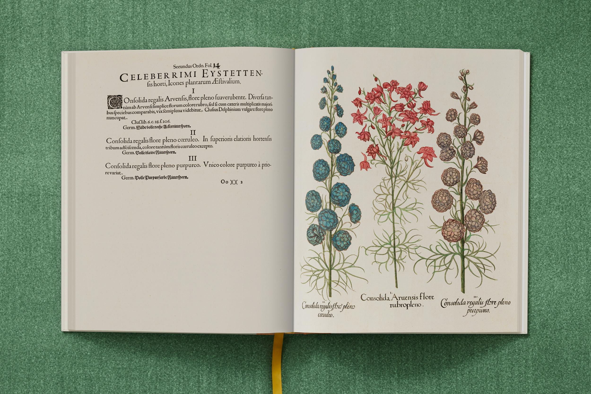 "Basilius Besler: The Garden at Eichstätt"