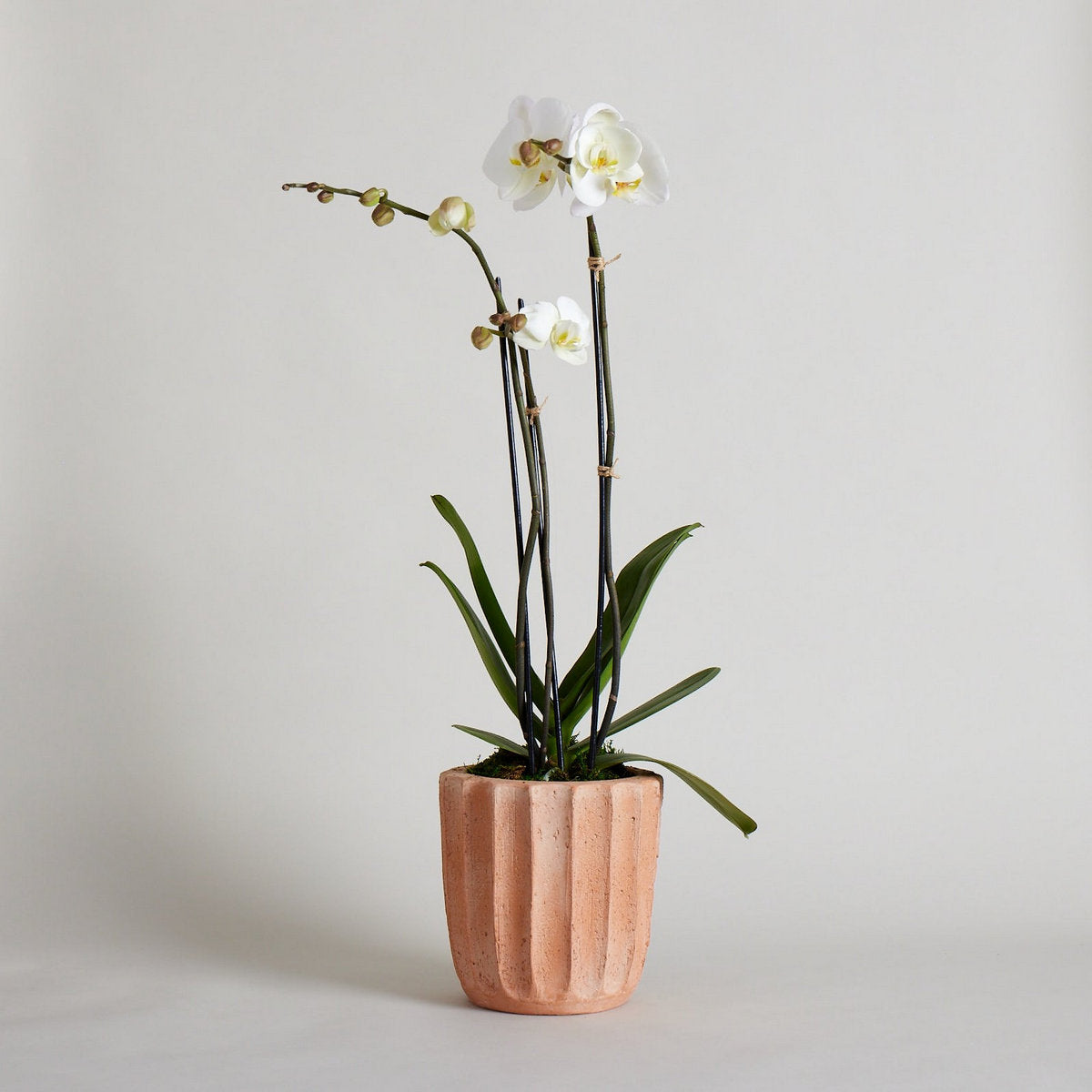 Fluted Planter