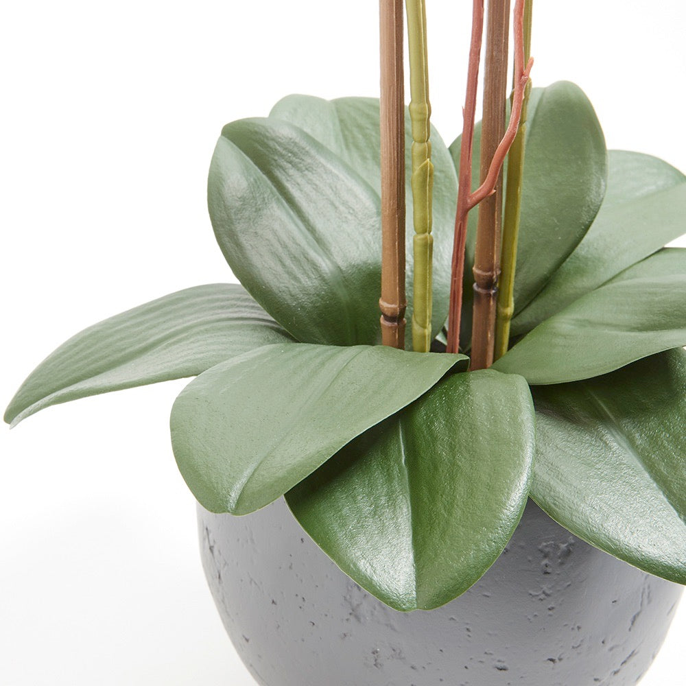 Artificial White Double Stem Orchid in Modern Pot