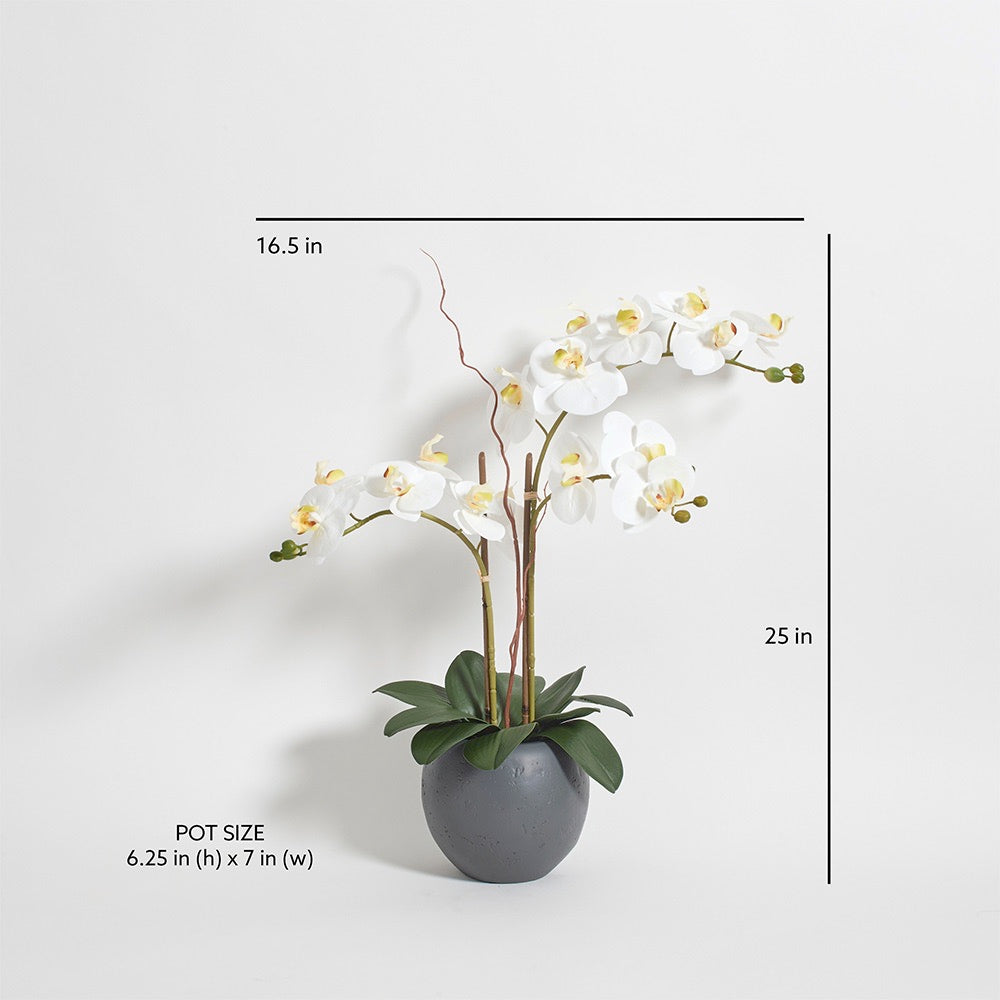 Artificial White Double Stem Orchid in Modern Pot