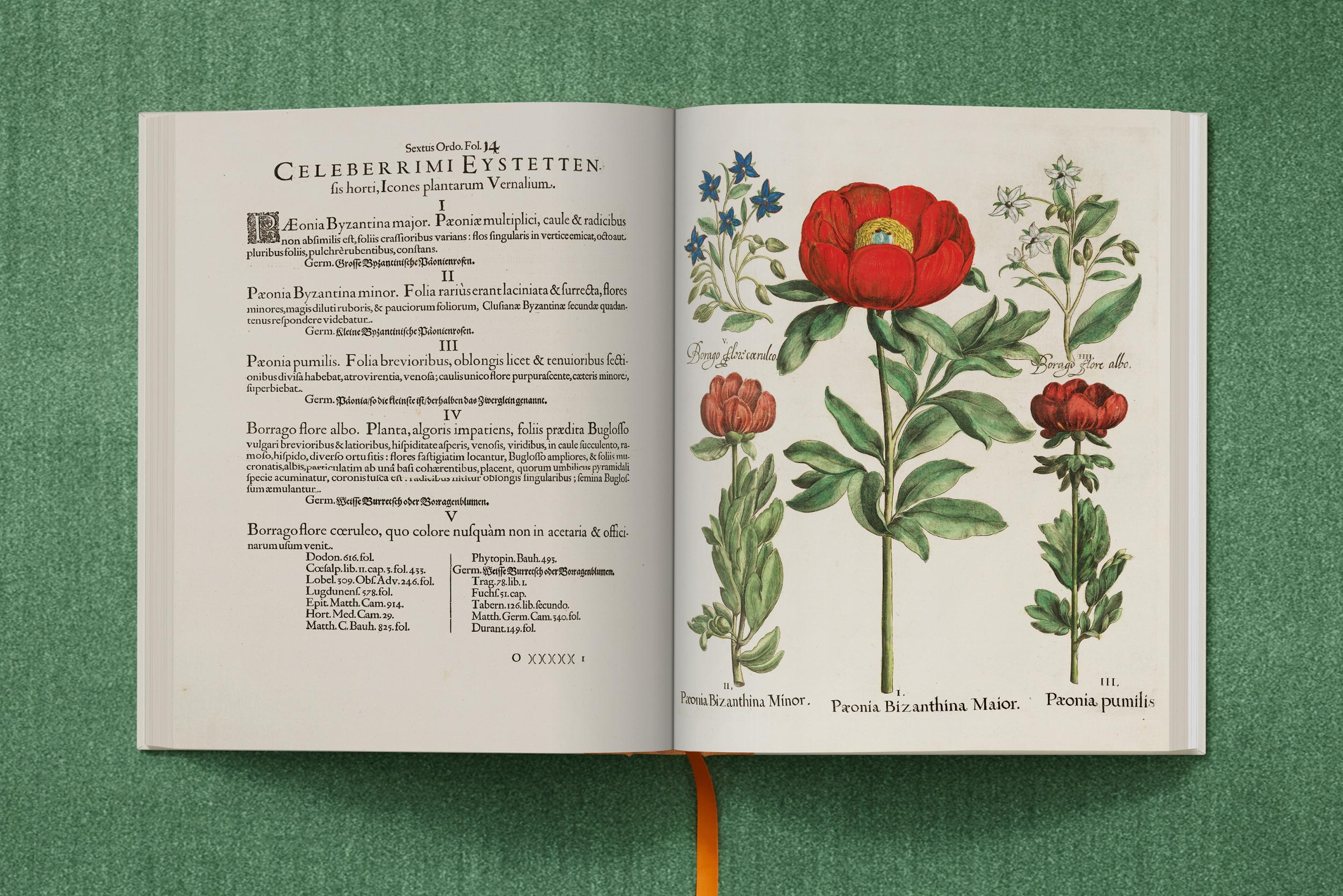 "Basilius Besler: The Garden at Eichstätt"