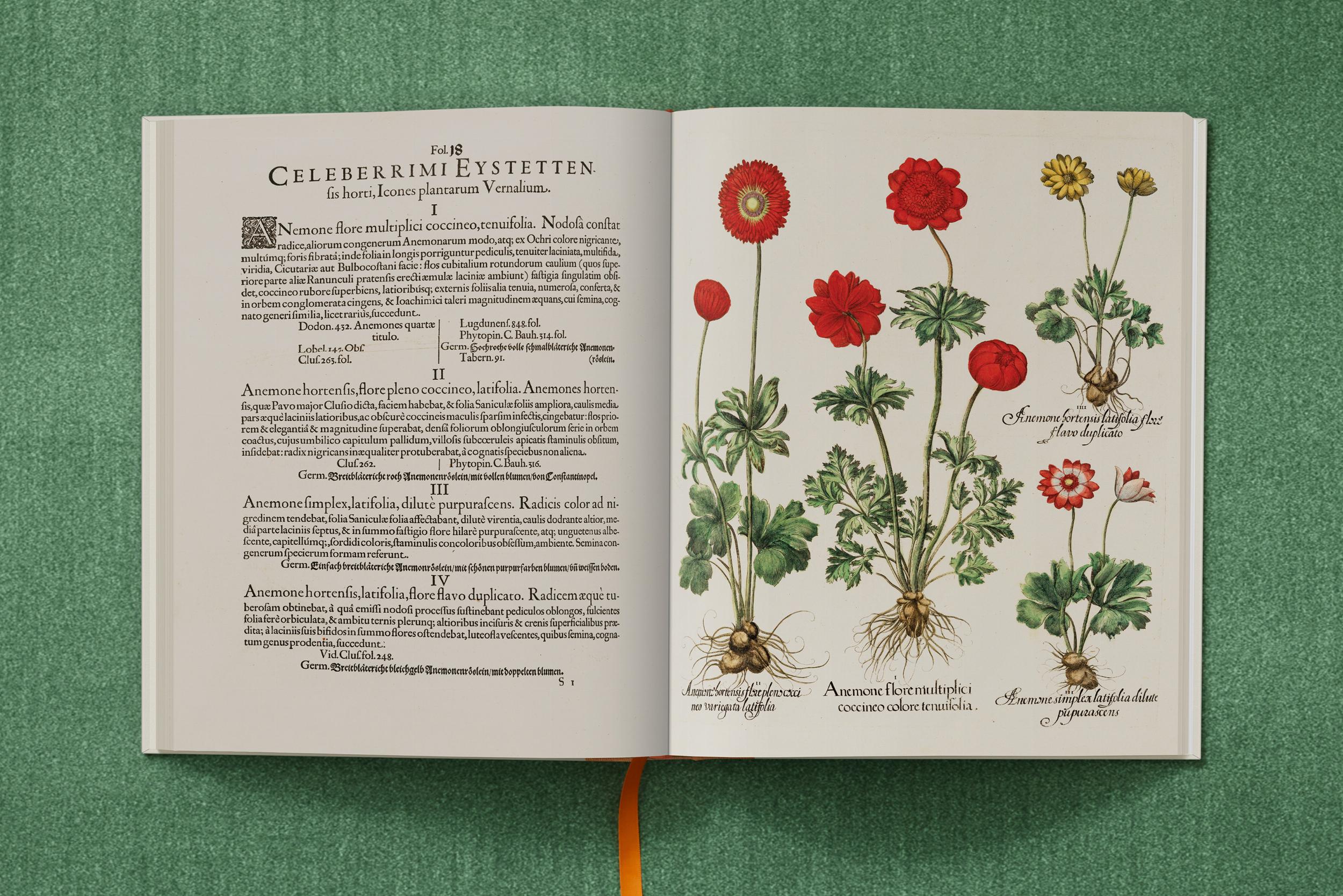 "Basilius Besler: The Garden at Eichstätt"