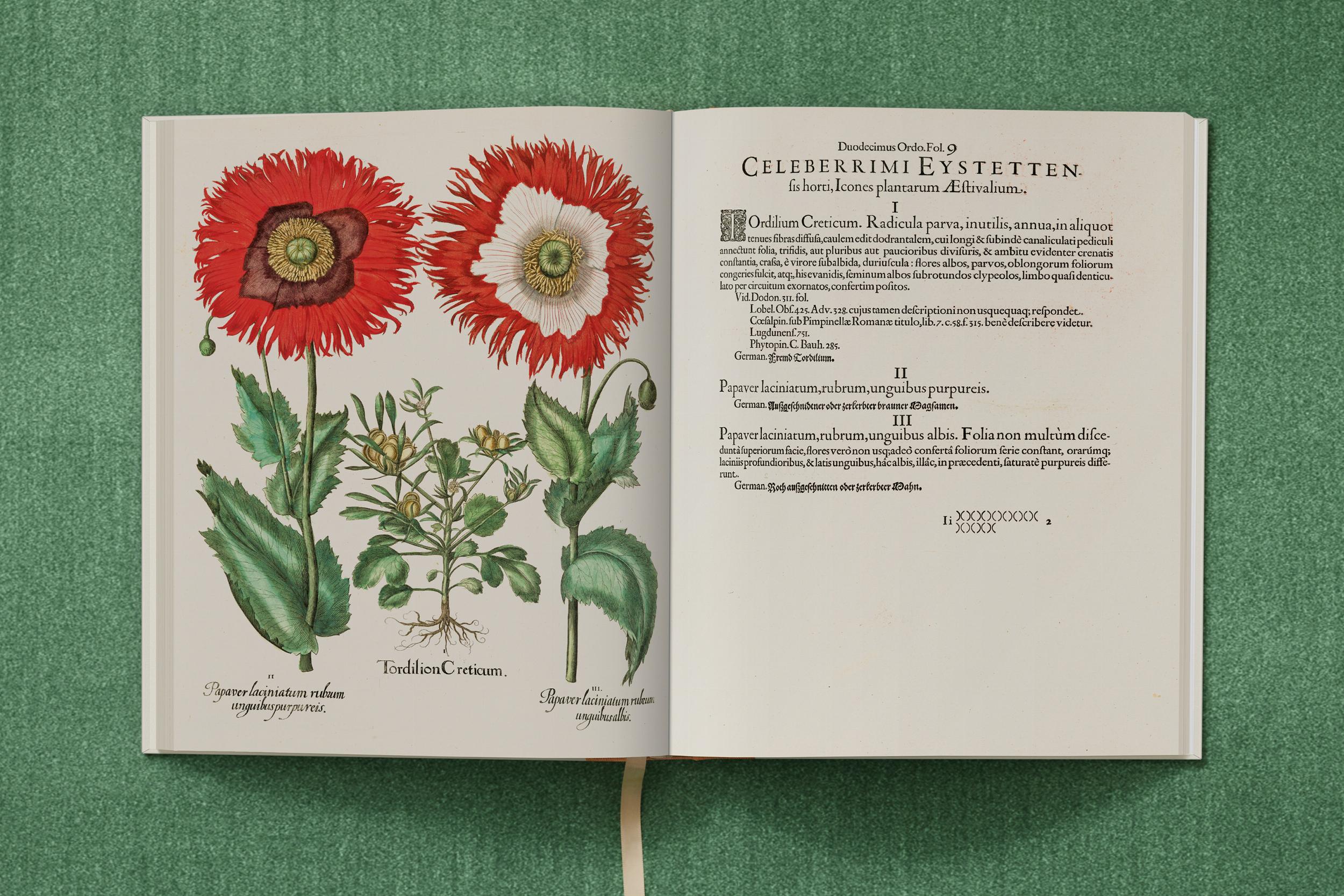 "Basilius Besler: The Garden at Eichstätt"