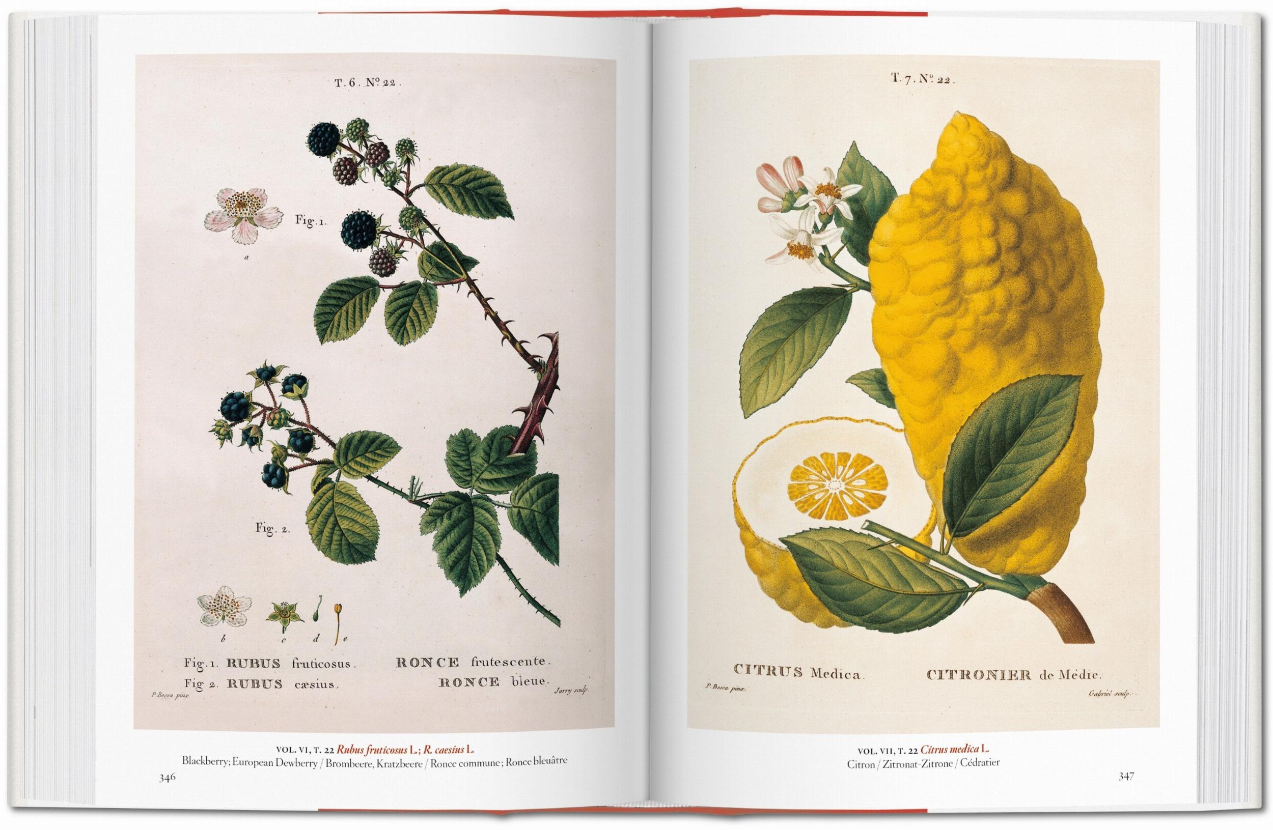 A Garden Eden Art Book